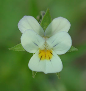 Viola arvensis Murr.