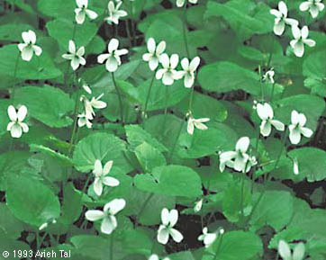 Viola blanda Willd.