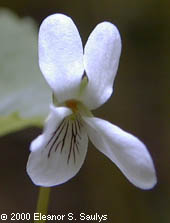 Viola blanda Willd.