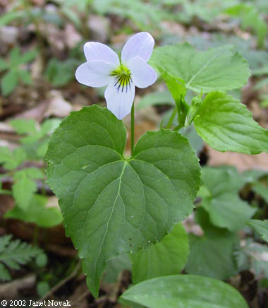 Viola canadensis L.