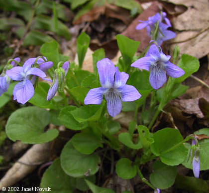 Viola conspersa Reichenb.