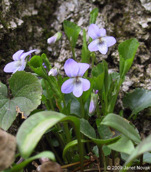 Viola conspersa Reichenb.