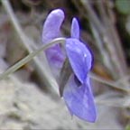 Viola conspersa Reichenb.