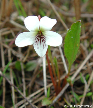 Viola lanceolata L.