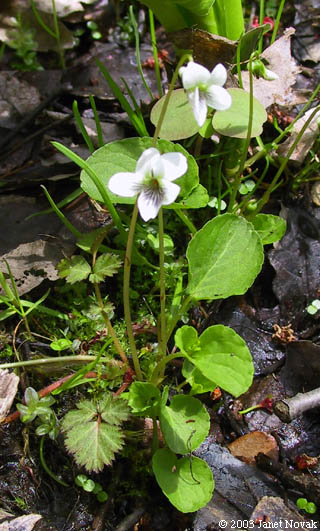 Viola macloskeyi Lloyd