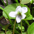 Viola pallens