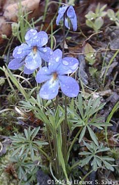 Viola pedata L.