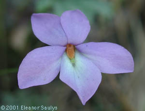 Viola pedata L.