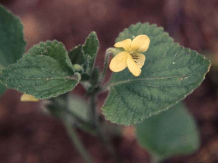 Viola pubescens Ait.