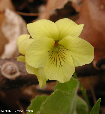 Viola pubescens Ait.