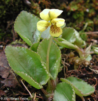 Viola rotundifolia Michx.