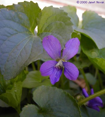 Viola sororia Willd.
