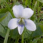 Viola sororia Willd.