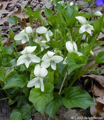 Viola striata Ait.