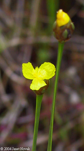 Xyris difformis Chapman