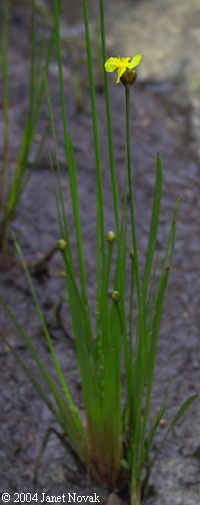 Xyris difformis Chapman