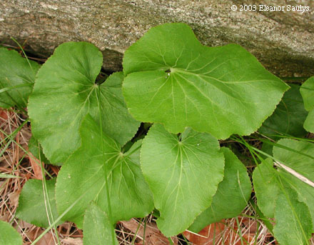Zizia aptera (Gray) Fern.