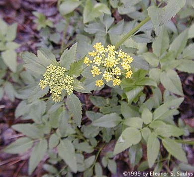 Zizia aurea (L.) W.D.J. Koch