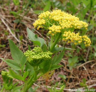 Zizia aurea (L.) W.D.J. Koch
