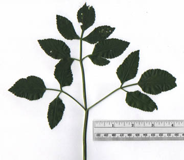 Zizia aurea (L.) W.D.J. Koch